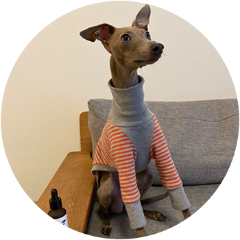 犬(アキ) 1歳5ヵ月 女の子