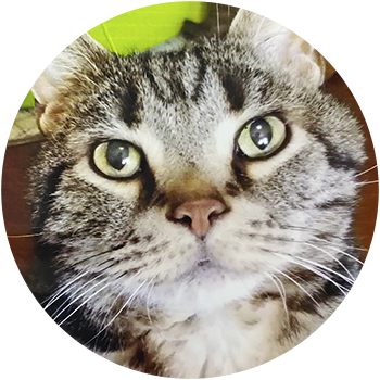 猫（たからちゃん