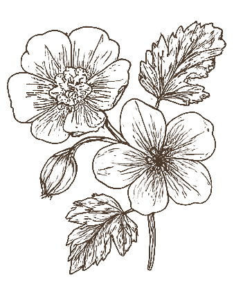 ふわふわと動く背景画像