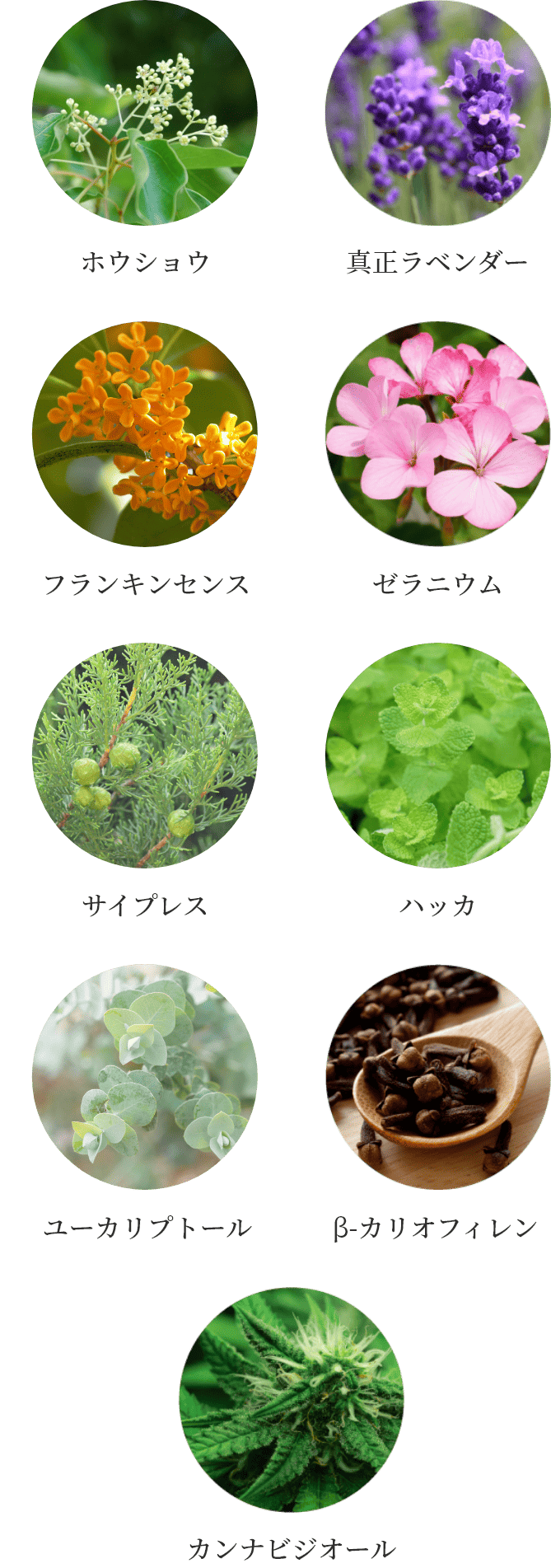 ホウショウ　真正ラベンダー　フランキンセンス　ゼラニウム　サイプレス　ハッカ　ユーカリプトール　β-カリオフィレン　カンナビジオール