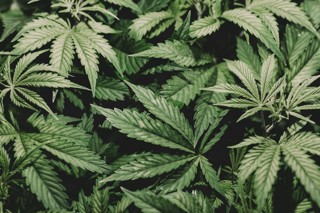 CBG（カンナビゲロール）とは？気になる効果と副作用を解説